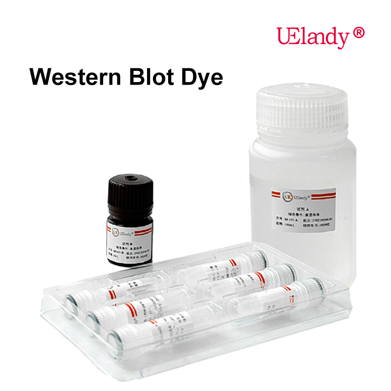 Western Blot Dye